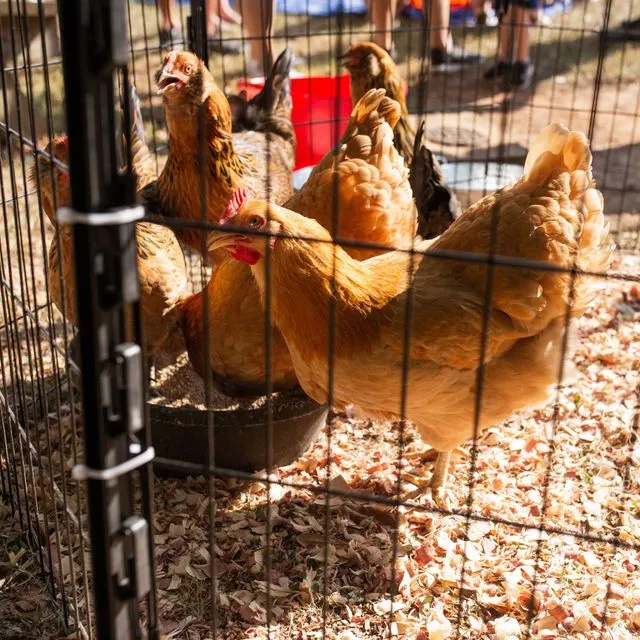 thumbnail for publication: What Backyard Flock Owners Need to Know about Bird Flu (Influenza H5N1)